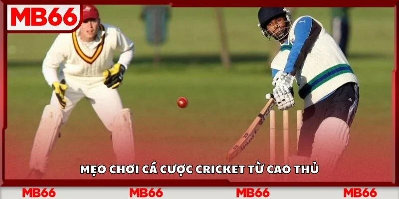 Mẹo chơi cá cược cricket từ cao thủ